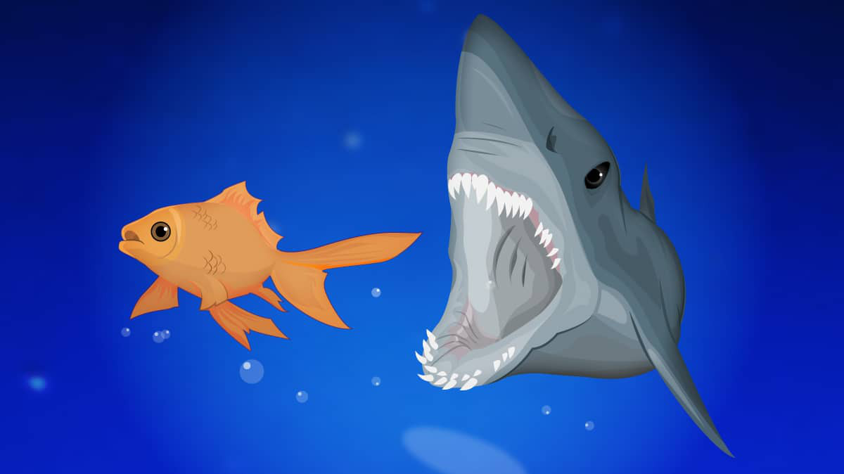 Shark poker y Fish en poker